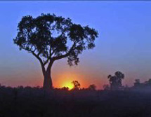 Südamerika, Argentinien - Uruguay - Paraguay - Brasilien: Die Geschichte der Flüsse - Baum im Licht der untergehenden Sonne