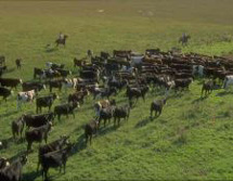 Südamerika, Argentinien - Uruguay - Paraguay - Brasilien: Die Geschichte der Flüsse - Viehherde an der Estancia San Francisco